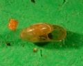 Aegopinella&nbsp;pura